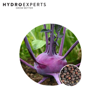 Kohlrabi Purple Vienna - Seed Packet | Untreated Seed | Autumn - Spring