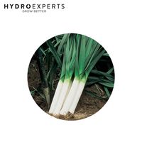 Leek Bulgarian Giant - 1G / 5G / 25G / 50G | Untreated Seeds | Autumn - Spring