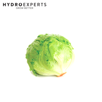 Lettuce Great Lakes (Iceberg) - 1G / 5G / 25G | Untreated Seed | Autumn - Spring