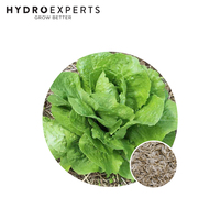 Lettuce Cos Paris Island - 5G / 25G | Untreated Seed | Spring - Autumn