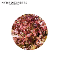 Lettuce - Red Salad Bowl - 5G / 25G | Untreated Seed | All Seasons