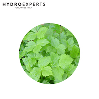 Mitsuba - Seed Packet | Untreated Seed | Autumn - Spring