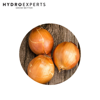 Onion Pukekche Long Keeper - 1G / 5G / 25G / 50G / 100G | Untreated Seeds | Autumn - Winter