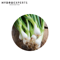 Onion Spring Onion White Lisbon - 1G / 5G | Untreated Seed | Autumn - Winter