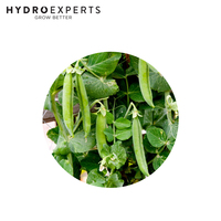 Pea Greenfeast - 5G / 100G / 500G / 1KG | Untreated Seeds | Autumn - Spring