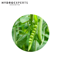 Pea Massey Gem - 5G / 100G / 500G / 1KG | Untreated Seeds | Autumn - Spring