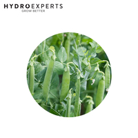 Pea Sugar Snap Bon - 5G / 100G / 500G / 1KG | Untreated Seeds | Autumn - Spring