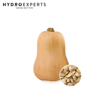 Pumpkin Butternut - 5G / 25G / 50G / 100G / 250G | Untreated Seeds | Spring - Summer