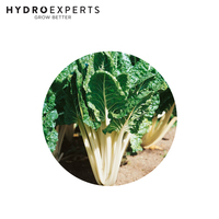 Silverbeet Fordhook - 5G / 25G / 50G / 100G / 250G | Untreated Seeds | Autumn - Spring