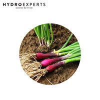 Shallots Red Beard - Seed Packet | Untreated Seeds | Autumn - Spring