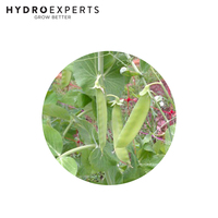 Pea Snowpea Melting Mammoth - 5G / 100G / 500G / 1KG | Untreated Seeds | Autumn - Spring