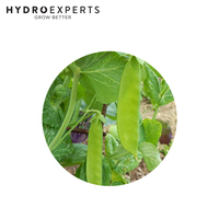 Pea Snowpea Yakumo - 5G / 100G / 500G / 1KG | Untreated Seeds | Autumn - Spring