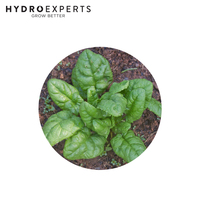Spinach English Bloomsdale - 5G / 25G / 50G / 100G / 250G | Untreated Seeds | Autumn - Spring