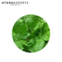 Spinach Perpetual Gator - 5G / 25G / 50G / 250G / 500G | Untreated Seeds | Autumn - Spring