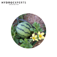 Watermelon Jam - Seed Packet | Untreated Seeds | Spring - Summer