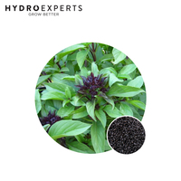 Basil Licorice - Seed Packet | Untreated Seeds | Spring - Summer
