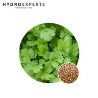 Coriander - Seed Packet | Untreated Seeds | Spring - Summer