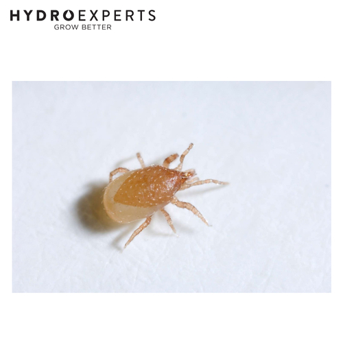 Bugs For Bugs Hypoaspis | Treats Fungus Gnats Shore Flies Thrips