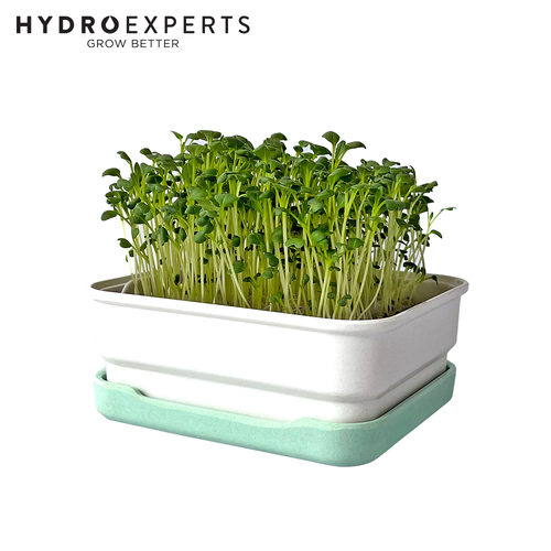 Micropod Mini Starter Kit - [Colour: Seafoam]