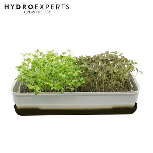 Micropod Starter Kit - [Colour: Charcoal]