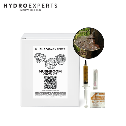 Mushroom Experts Ready to Grow Mushroom Kit - Australian Reishi (Ganoderma Steyaertanum)