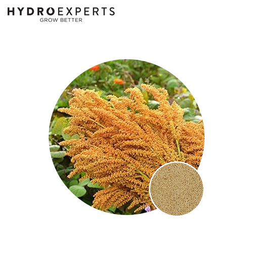 Amaranth Grain Golden - Seed Packets | Organic Seeds | Spring - Summer