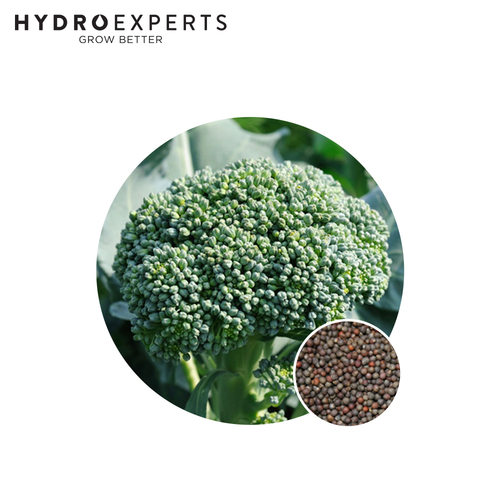 Broccoli Di Cicco - Seed Packet | Organic Seeds | All Seasons