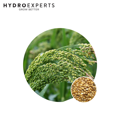 Broom Millet - Seed Packet | Organic Seeds | Spring - Summer