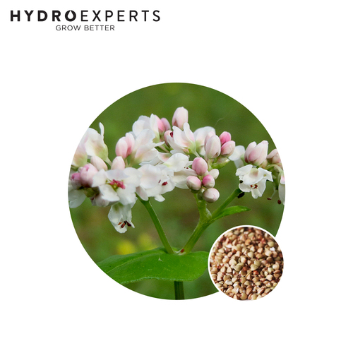 Buckwheat - Seed Packet [Size: 20G]