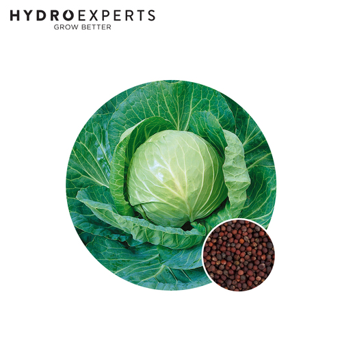 Cabbage Green Express - Seed Packet [Size: 1G]
