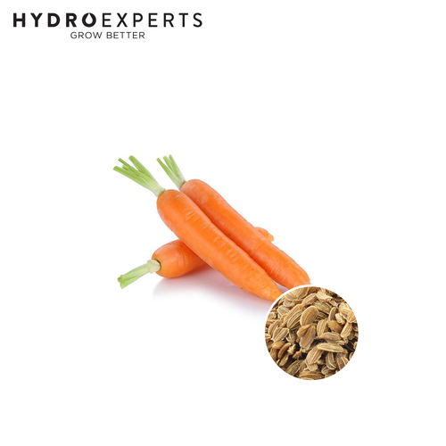 Carrot Western Red - [Size: 5G]