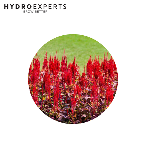 Celosia Red - [Size: 0.1G]