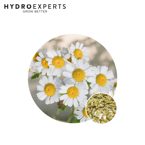 Chamomile German - [Size: 0.1G]
