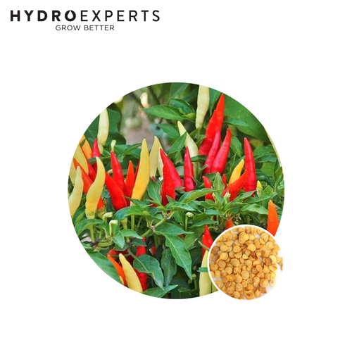 Chilli Fiesta - Seed Packet | Organic Seeds | Spring - Summer