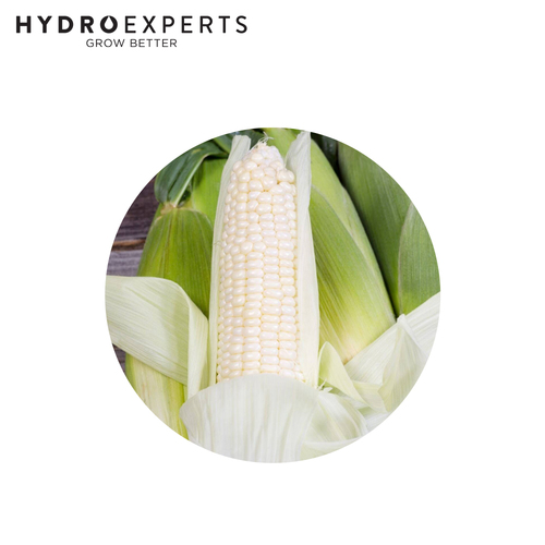 Corn Maize Silvermine - Seed Packet [Size: 50G]