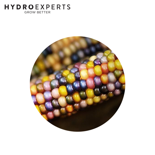 Corn Popcorn Glass Gem - Seed Packet [Size: 20G]