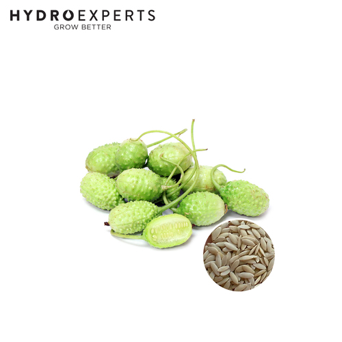 Cucumber West Indian Gherkin - Seed Packet | Organic Seeds | Spring - Summer