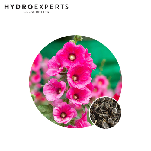 Hollyhock - [Size: 5G]