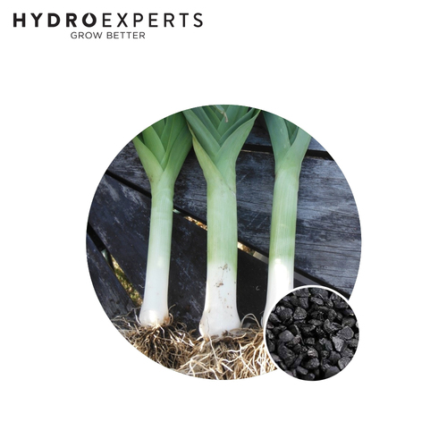 Leek King Richard - Seed Packet | Organic Seeds | Autumn - Winter