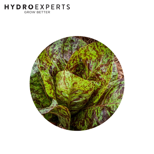 Lettuce Freckles - Seed Packet | Organic Seeds | All Seasons