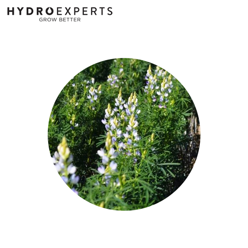 Lupin Cover Crop Seed - [Size: 20G]