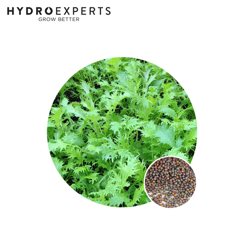 Mizuna - Seed Packet [Size: 2G]