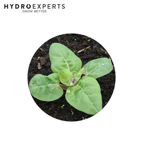 Orach Green - Seed Packet | Organic Seeds | Spring - Summer