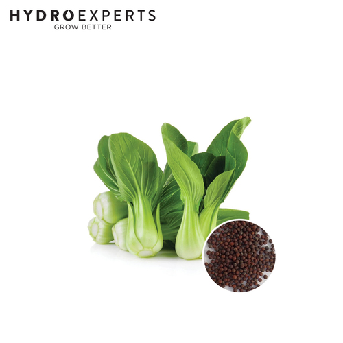 Pak Choi - Seed Packet [Size: 0.4G]