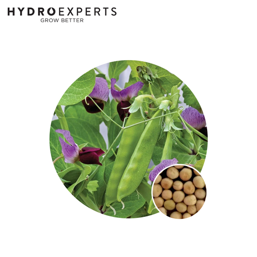 Pea Snowpea Purple Flowered - Seed Packet | Organic Seeds | Autumn - Spring