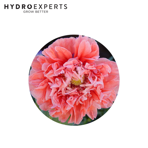 Poppy - Peony Double | Organic Seeds | Autumn - Spring