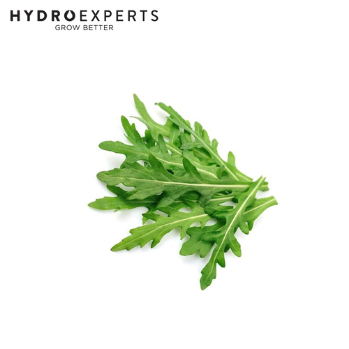 Rocket Salad - Seed Packet [Size: 1G]