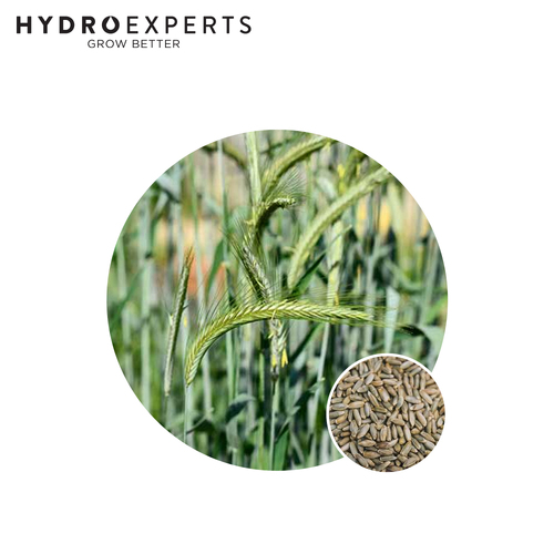 Rye Corn - [Size: 20G]