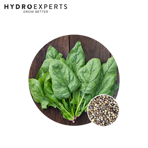 Spinach Winter Giant - Seed Packet [Size: 1G]