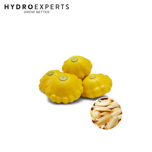 Squash Golden Scallopini - [Size: 25G]